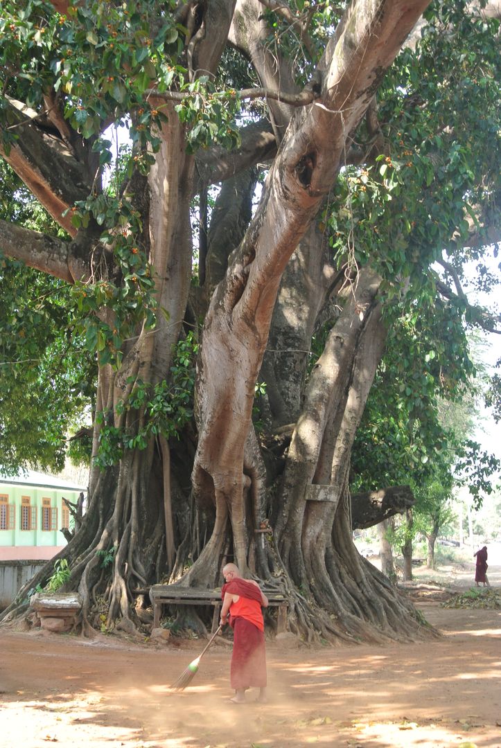 The Sacred Banyan Tree of Asia: An Extraordinary Tree 
