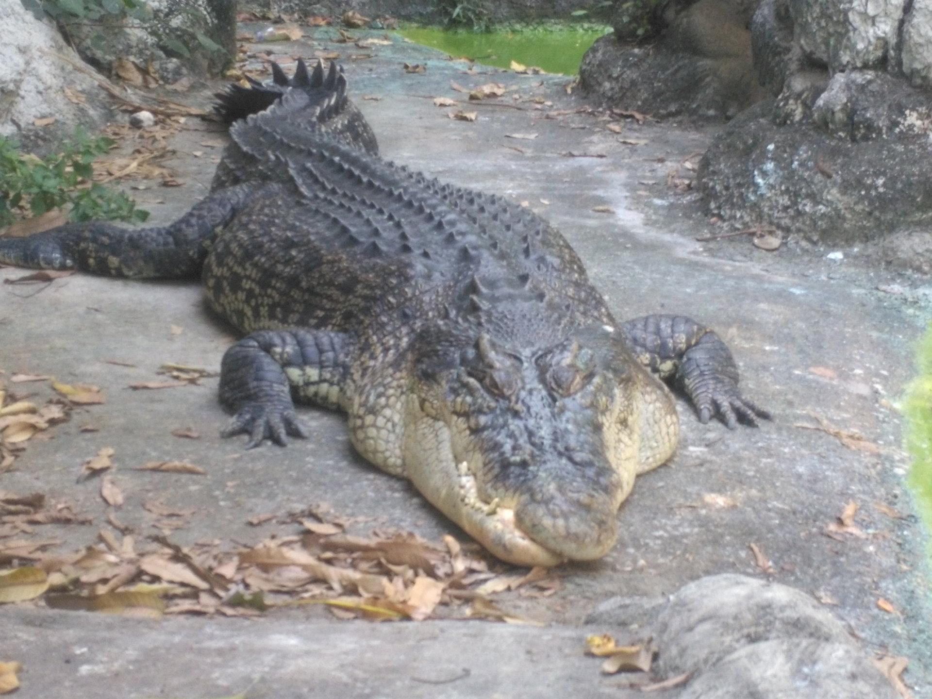 Bangkok : le Wat aux crocodiles