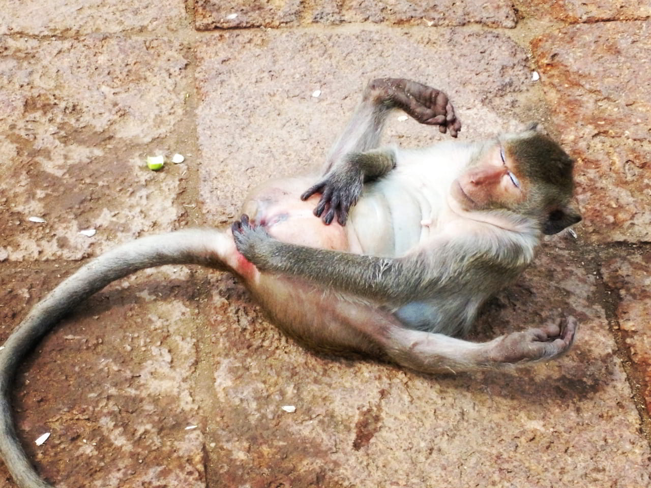 Alerte à Lopburi : Invasion des singes et solutions urgentes