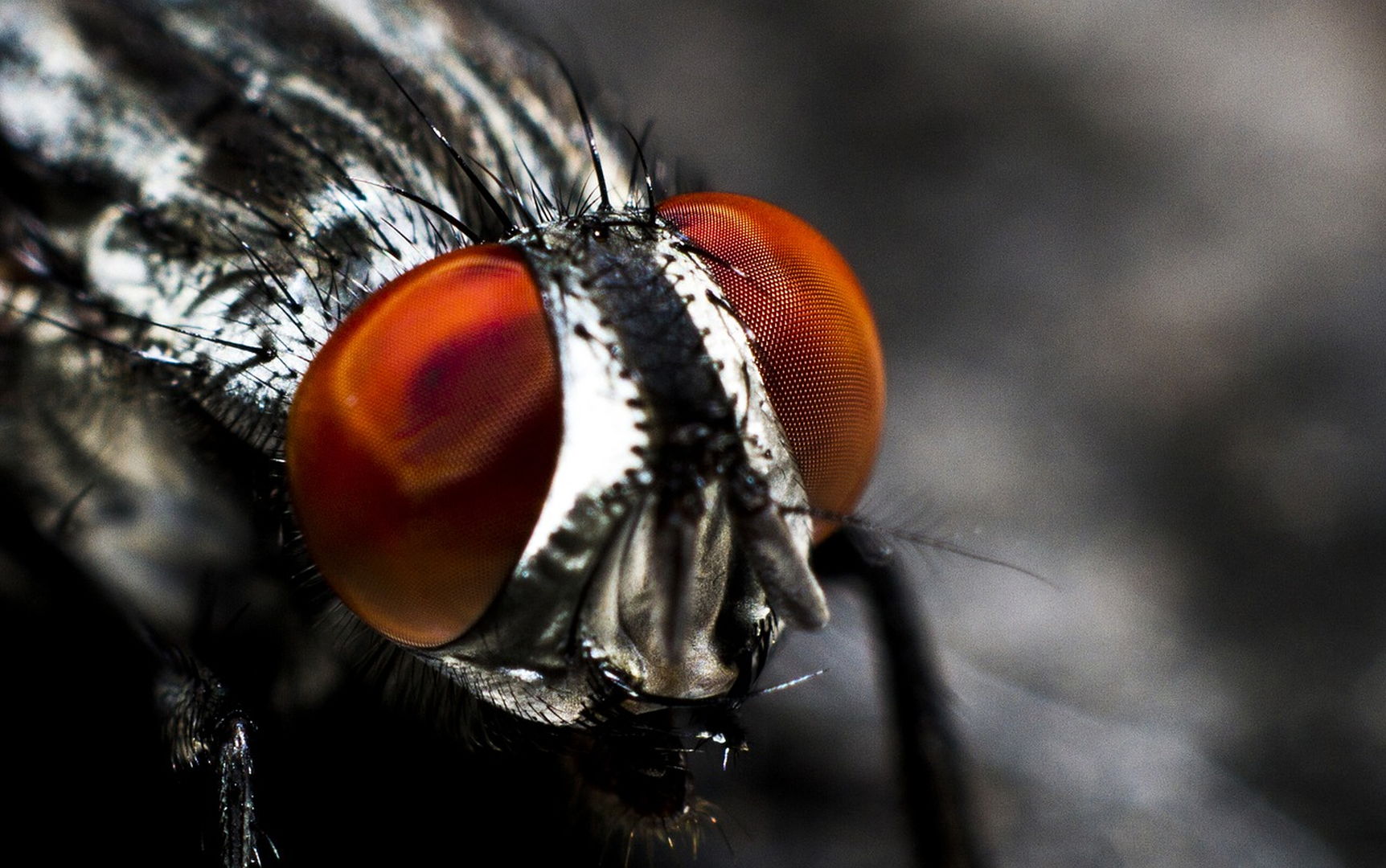 Thailand and the bite of the sand fly