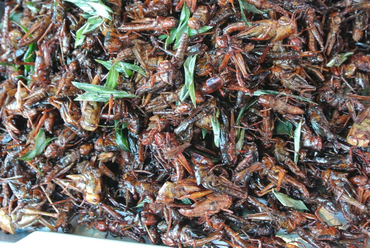 manger-insecte-asie
