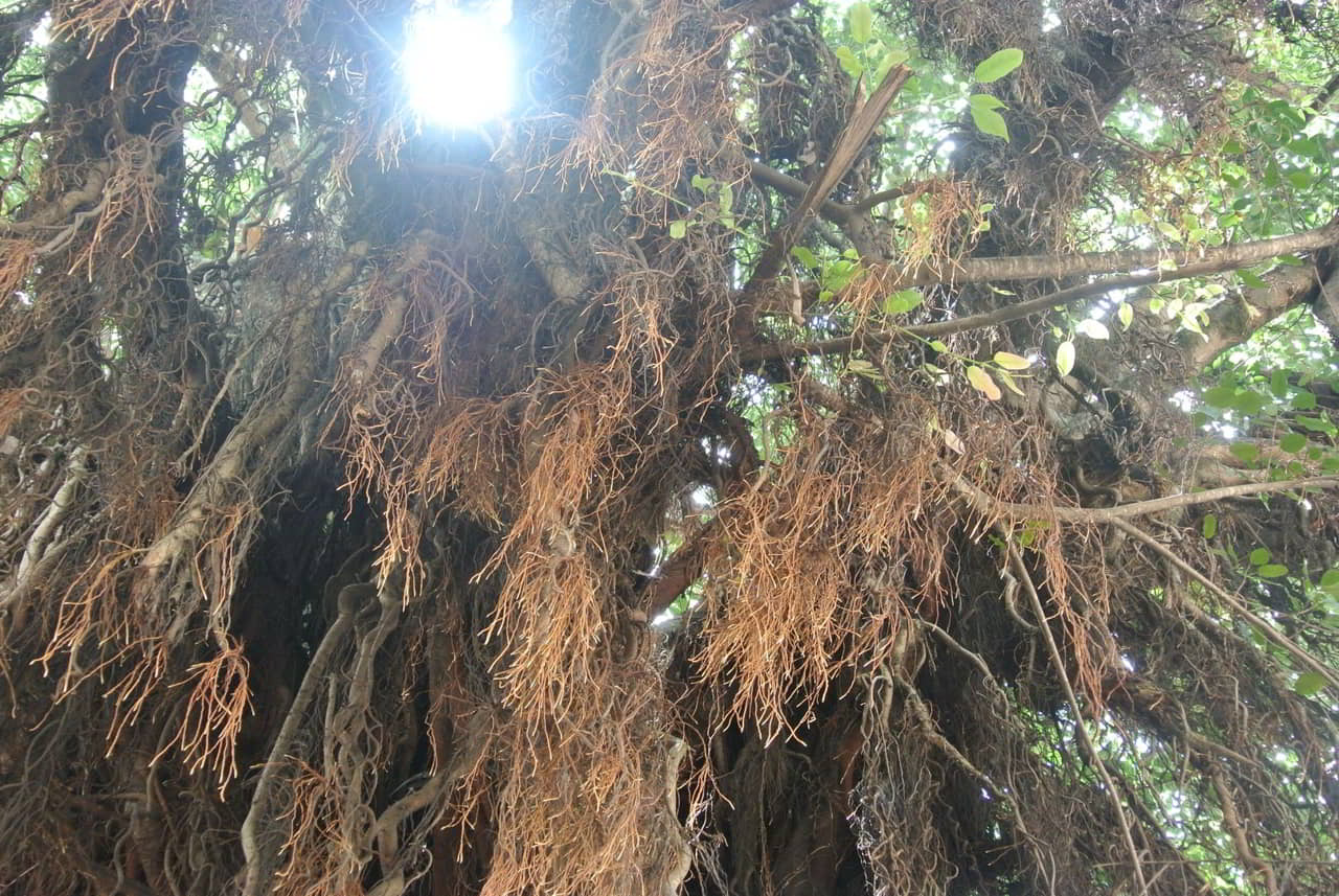 banyan-tree-asia