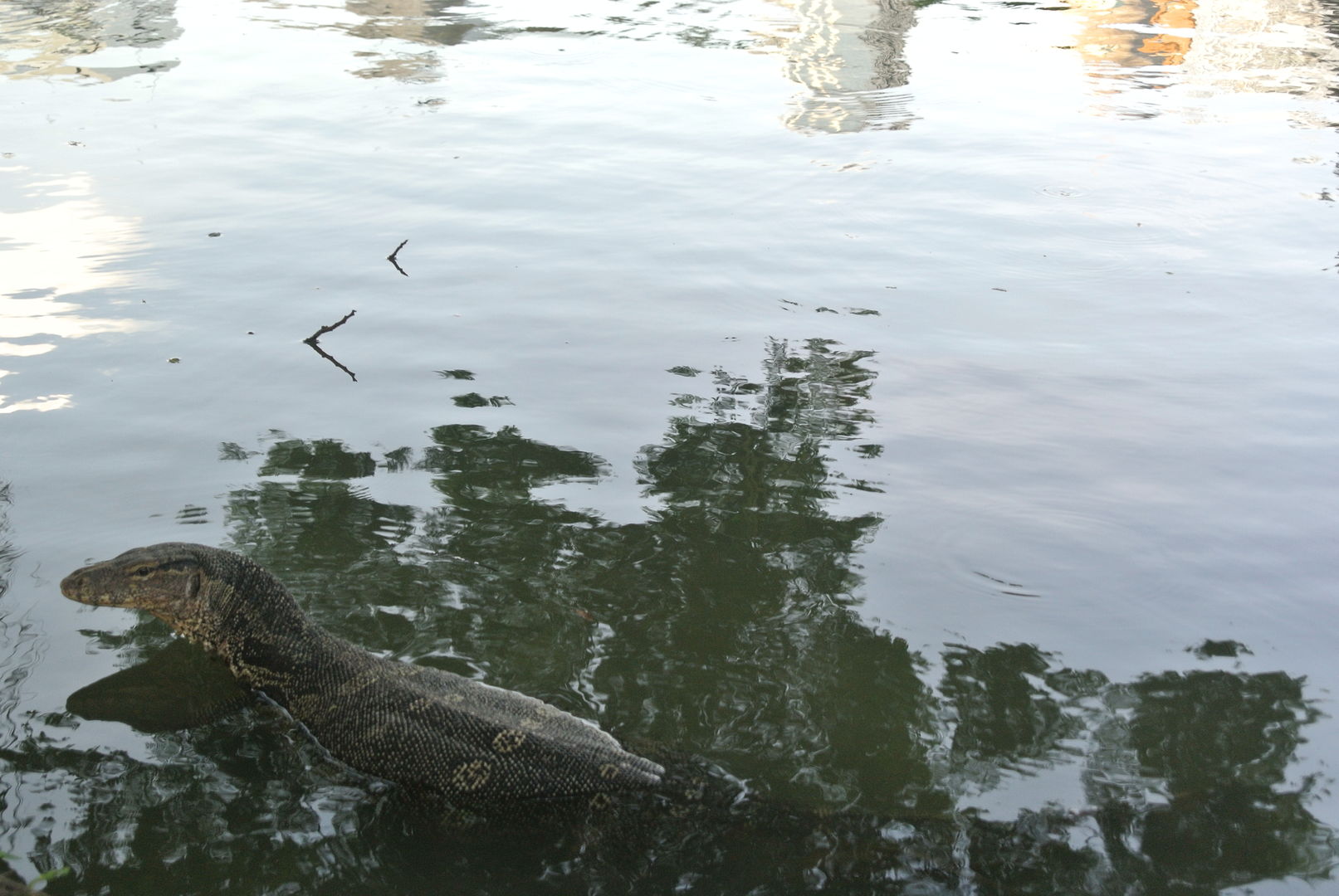 Monitor lizard: come here my big Thai lizard