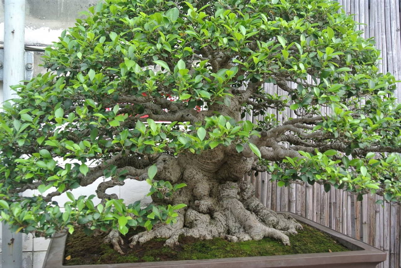 Le bonsaï thaïlandais, un héritage culturel