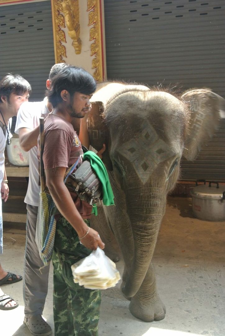 La Thaïlande épinglée pour maltraitance animale