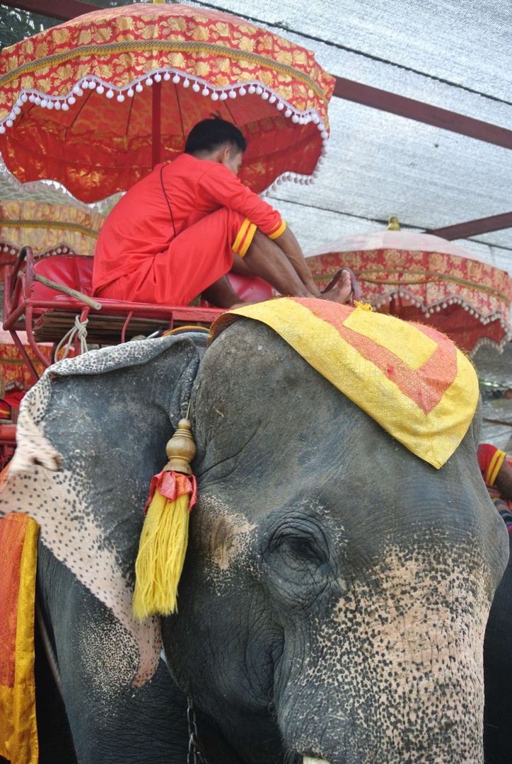 Balade à dos d’ éléphant : boycott ou non ?