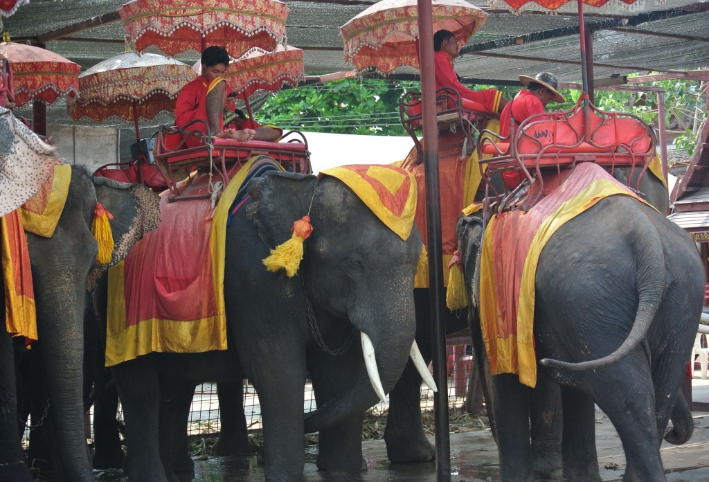 elephant-riding-tourism-ayutthaya