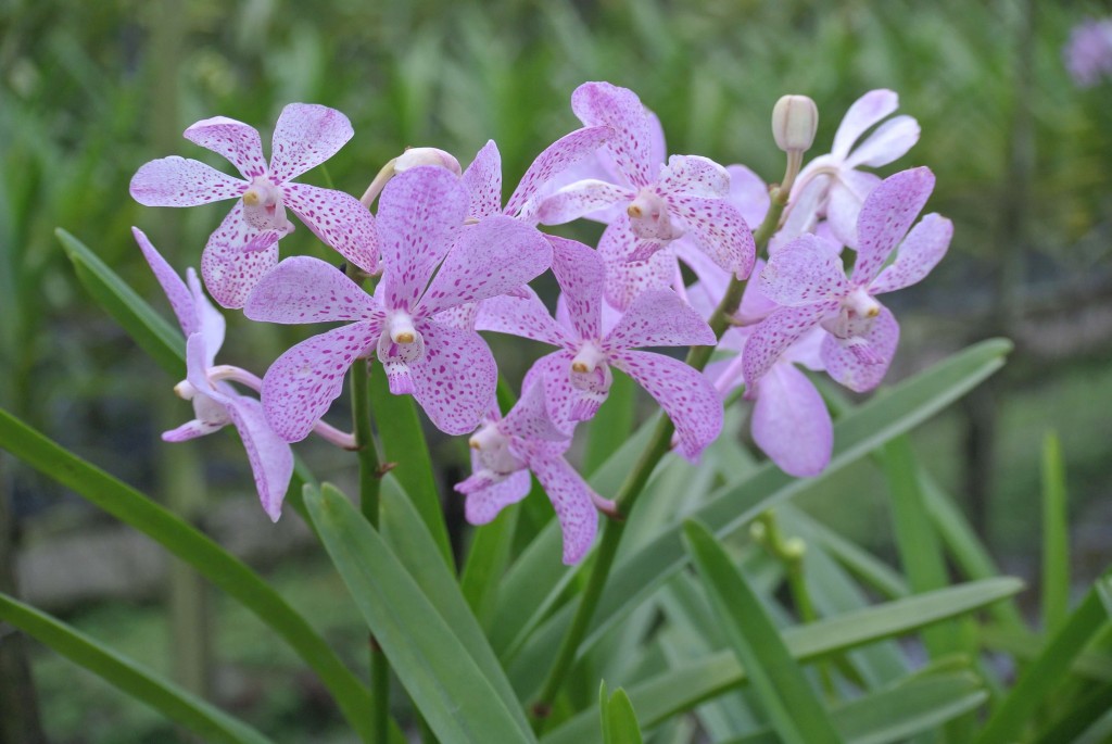 Balade en longtail et découverte de la ferme aux orchidées