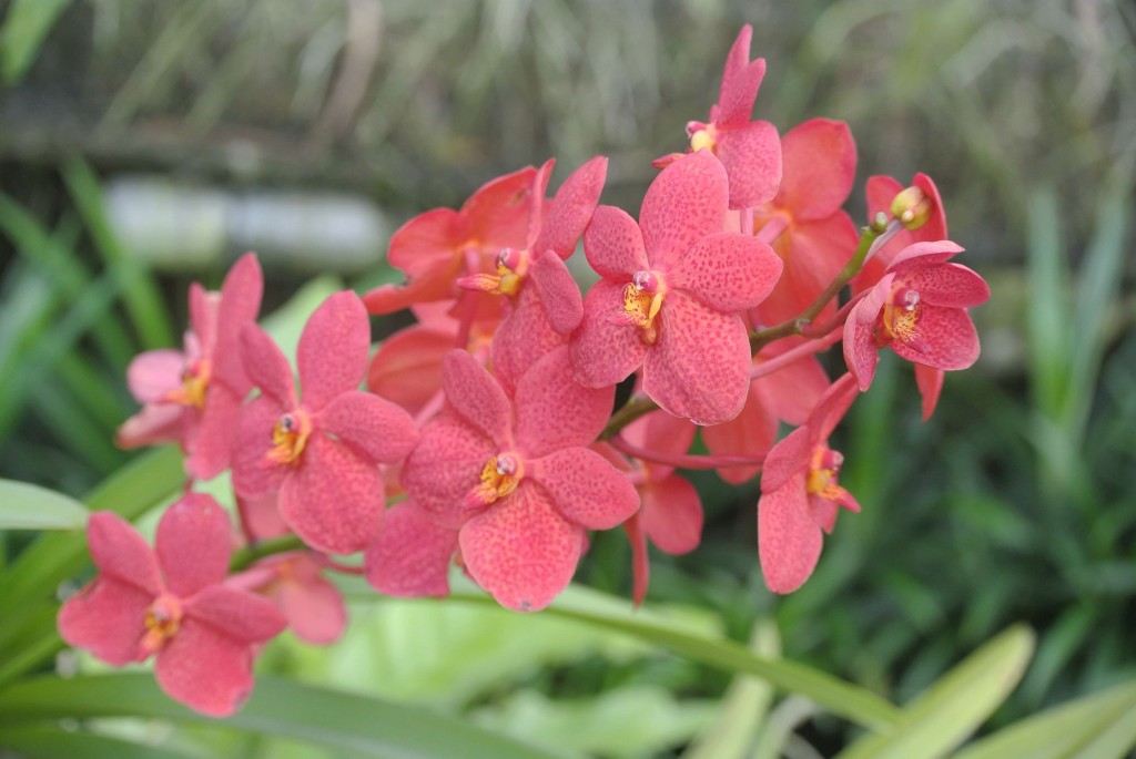 Balade en longtail et découverte de la ferme aux orchidées 