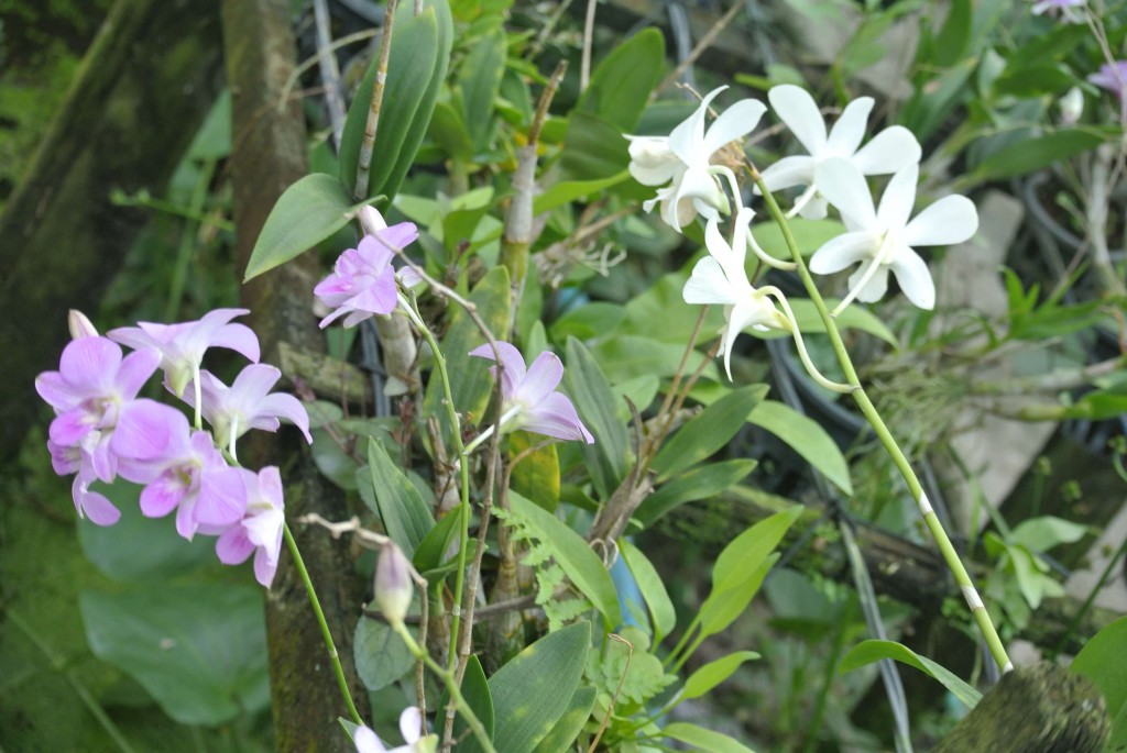Balade en longtail et découverte de la ferme aux orchidées 
