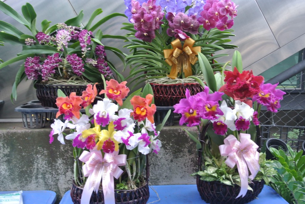 Bangkok, Siam Orchid Center, le marché des orchidées