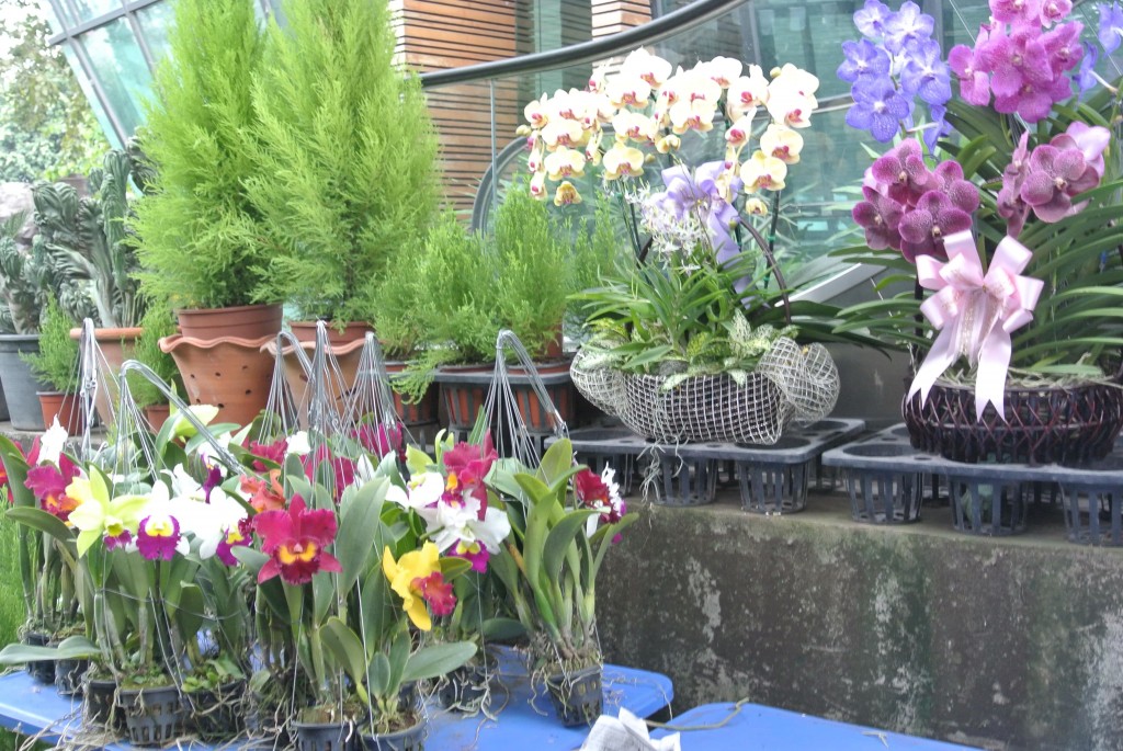 Bangkok, Siam Orchid Center, le marché des orchidées