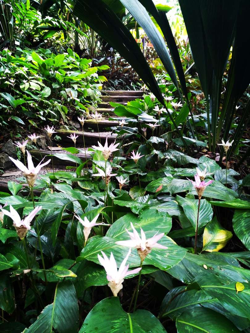 penang-tropical-spice-garden