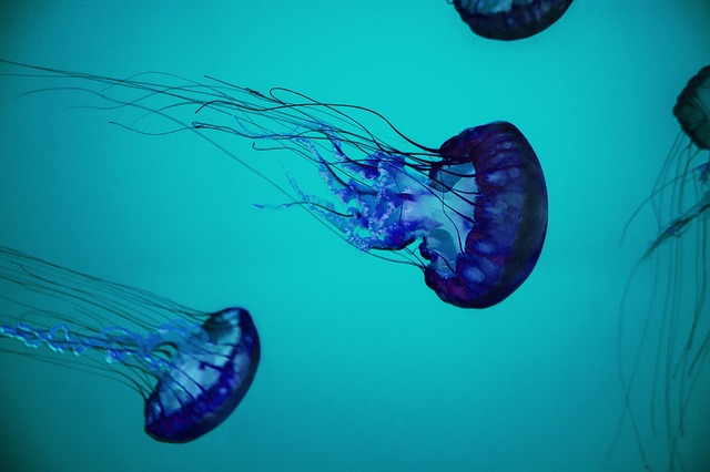 Thailand: beware of jellyfish