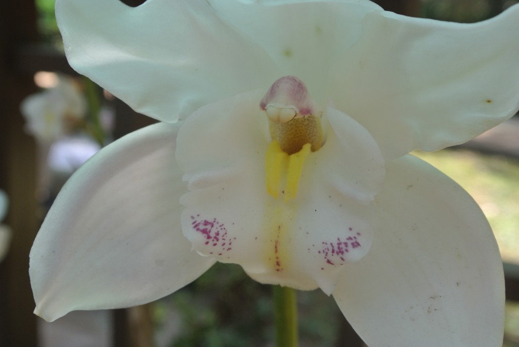 Les orchidées en Asie du Sud-Est