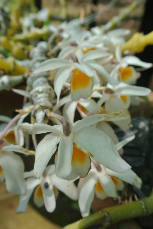 orchids-in-southeast-asia