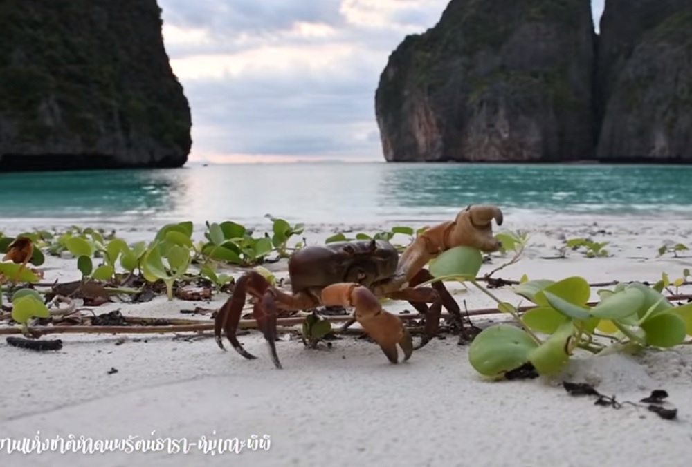 Thailande Myay Bay : le retour des crabes  !