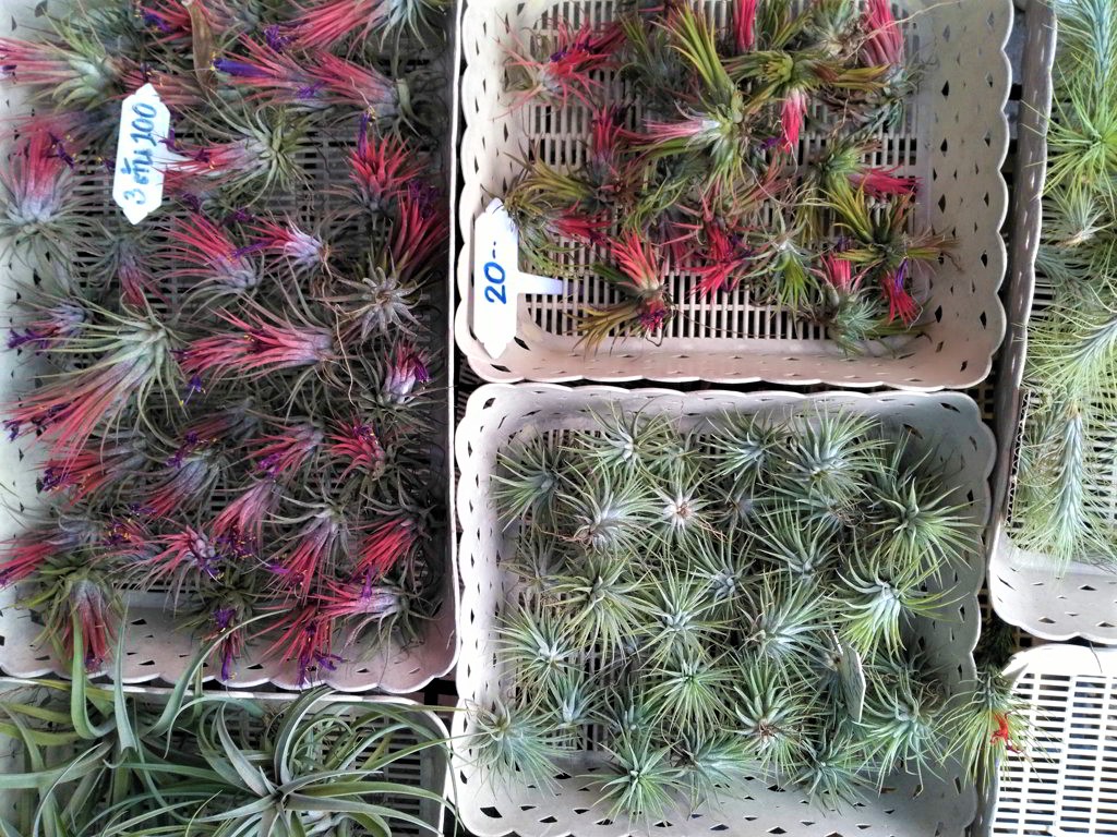 Chatuchak Market Plants Bangkok