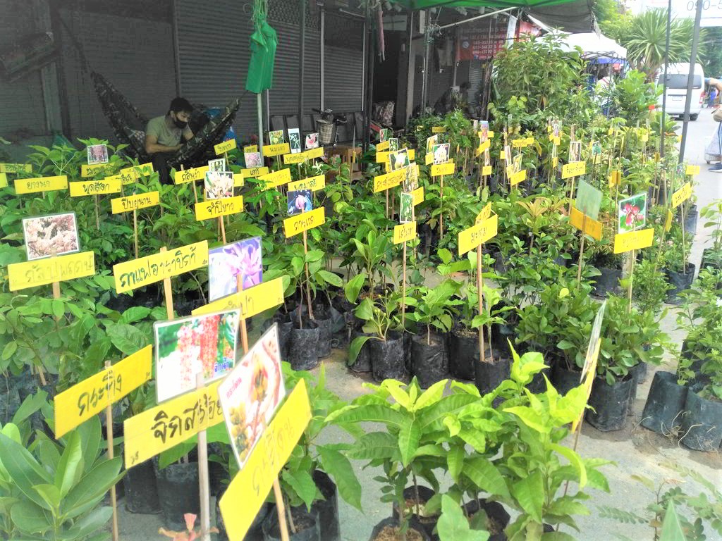 Chatuchak Market Plants Bangkok