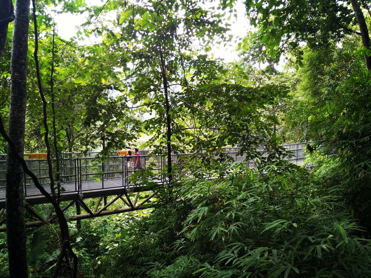 canopy-walkway-chiang-mai
