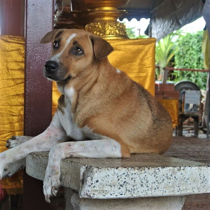 myanmar-dog