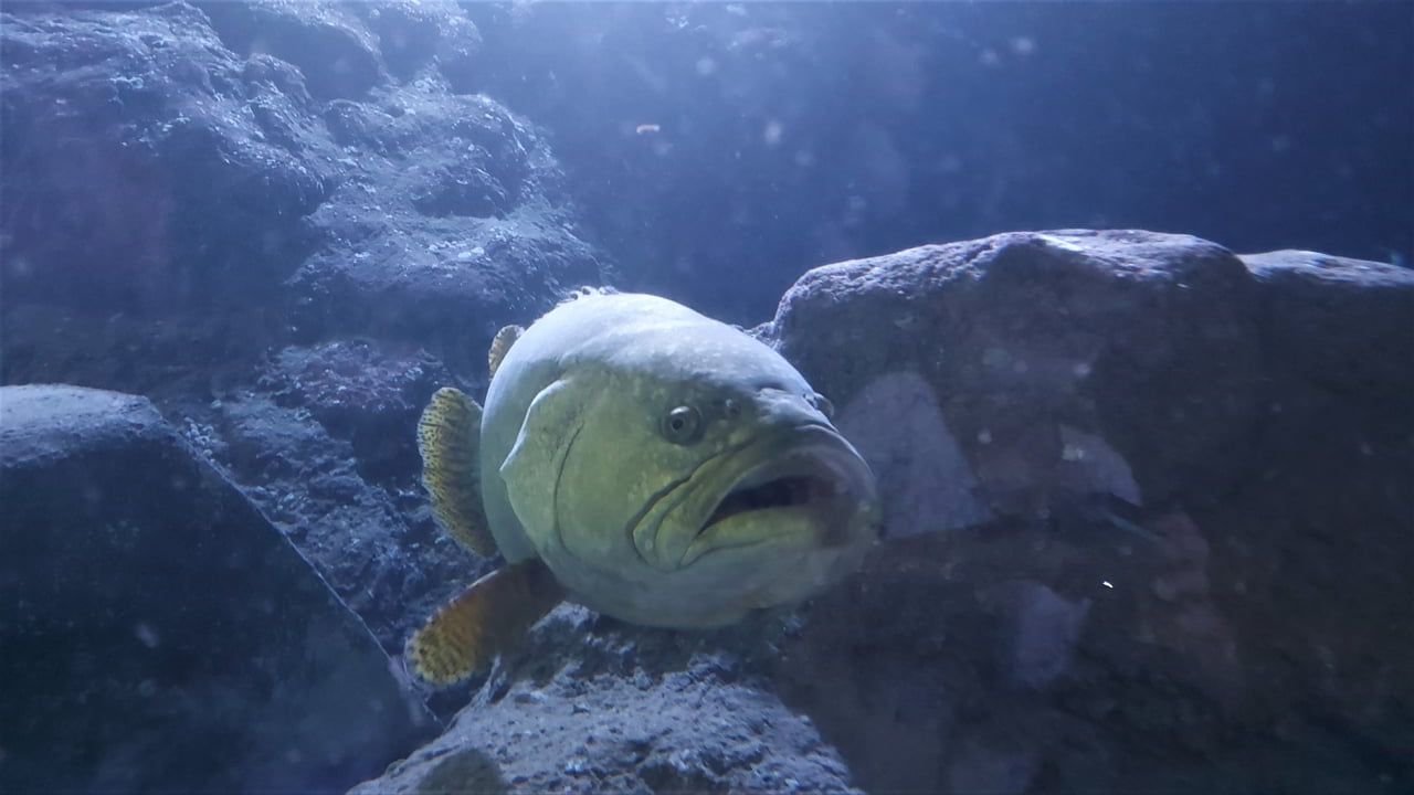 pattaya-aquarium