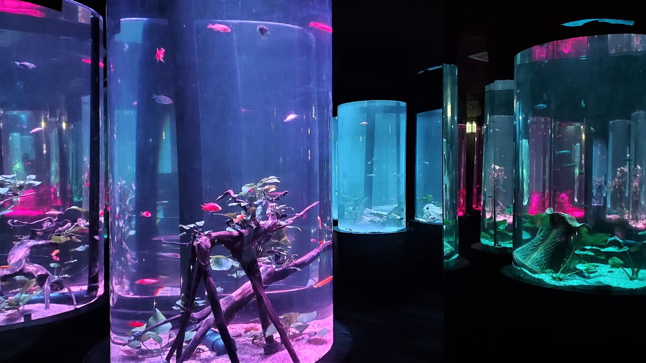 L'aquarium de Pattaya