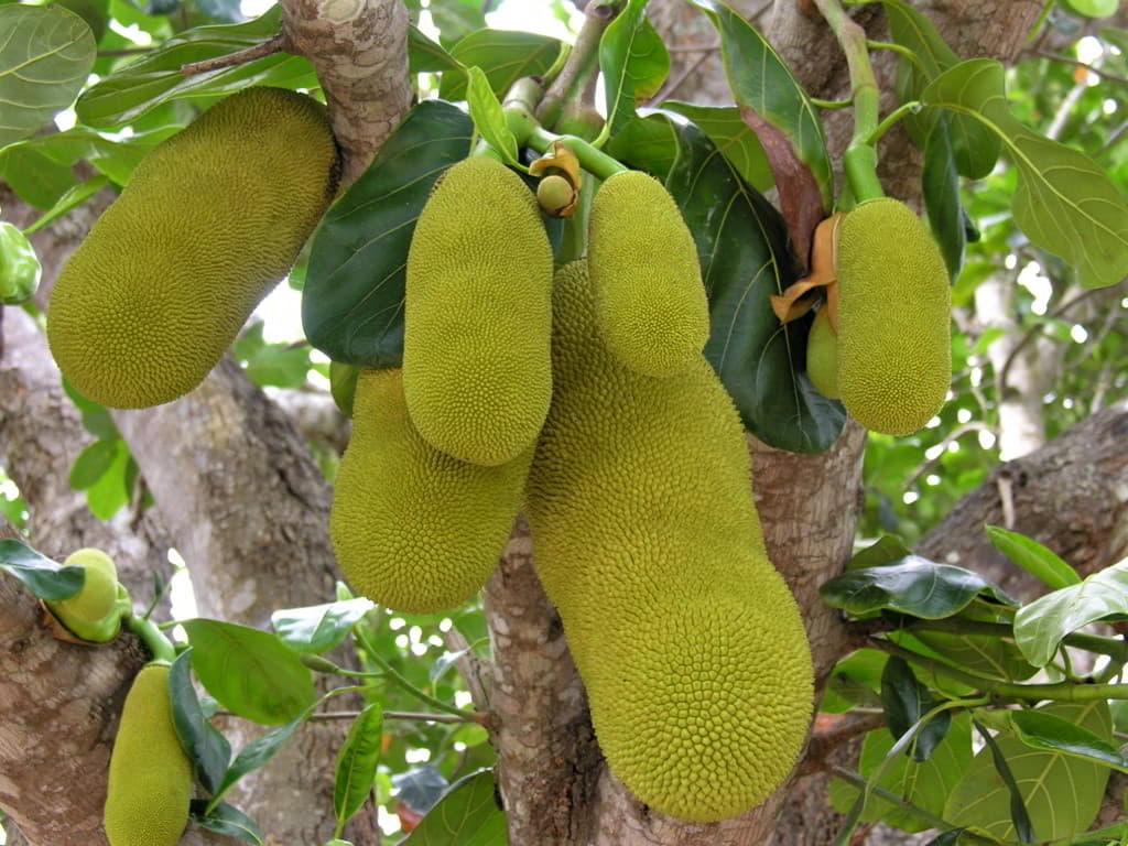 Jackfruit, le fruit du Jacquier