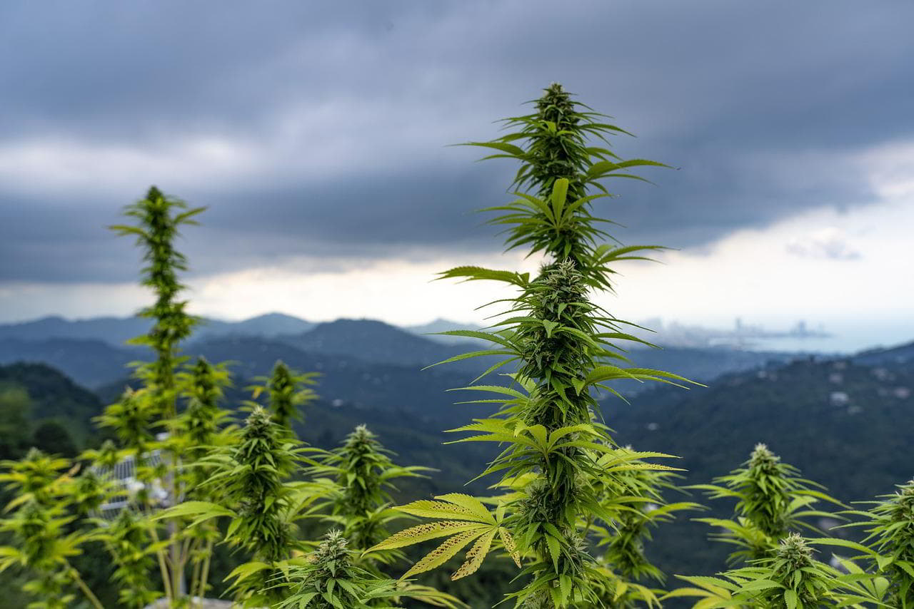 Thaïlande - cannabis : CBD et THC les infos essentielles à connaitre !