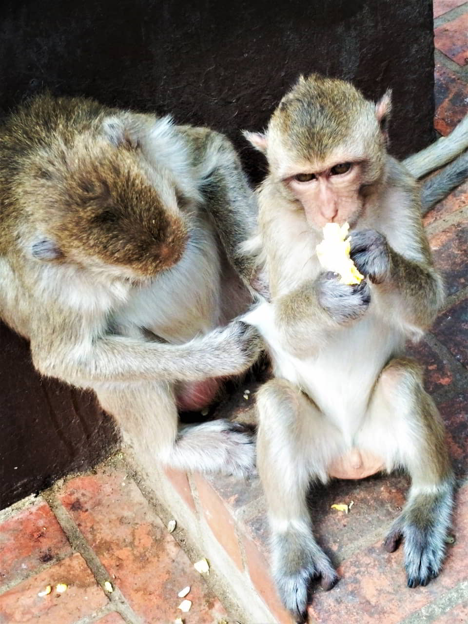 lopburi-monkey