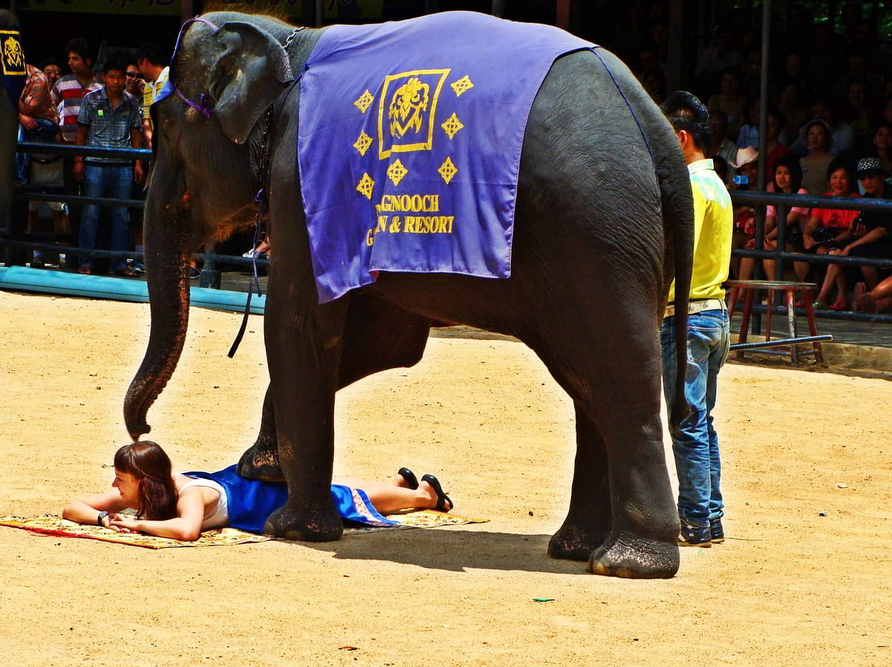 surin-elephant-festival