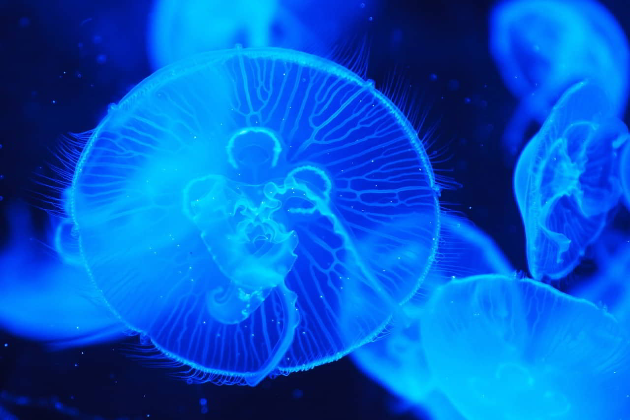 thailand-jellyfish-danger