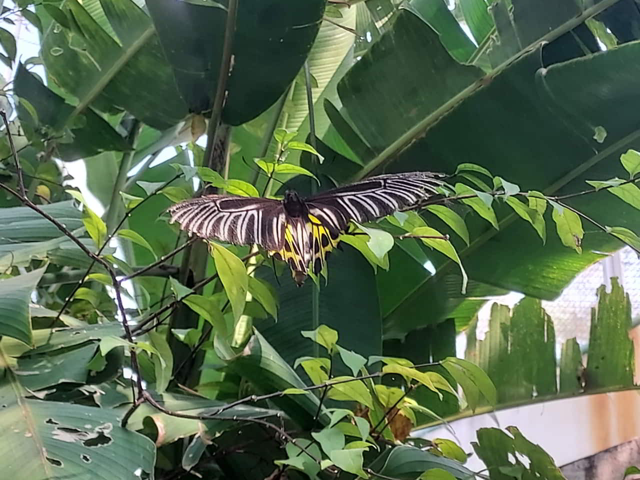 bangkok-butterfly-garden