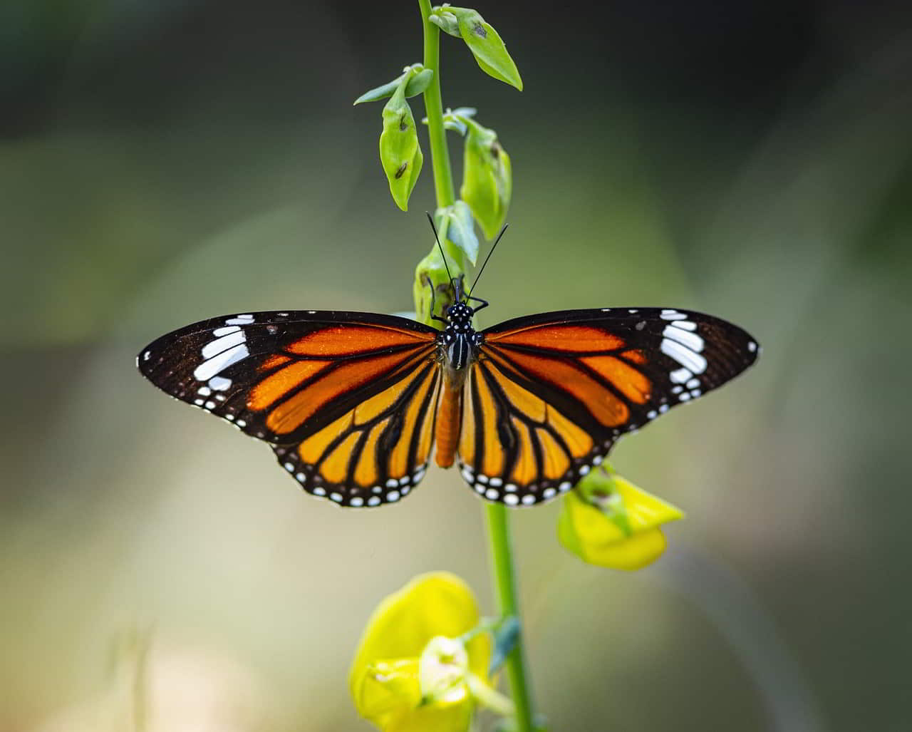 Le Bangkok Butterfly Garden : une oasis de papillons exotiques