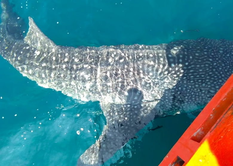 Bangkok: Koh Chang et plongée sous-marine