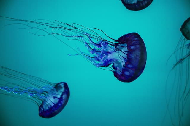 Jellyfish in Thailand: Dangerous Species, Risks and Safety Tips