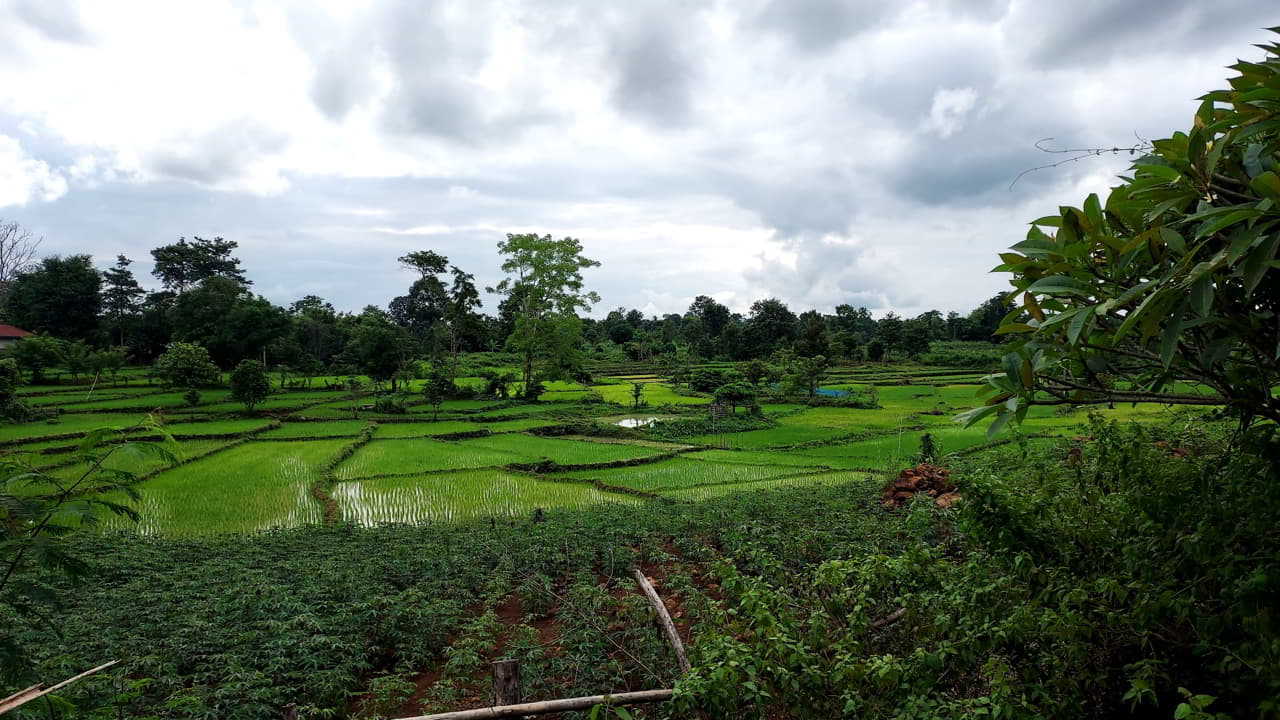 Des rizières en plein coeur de la région des Bolovens au Laos