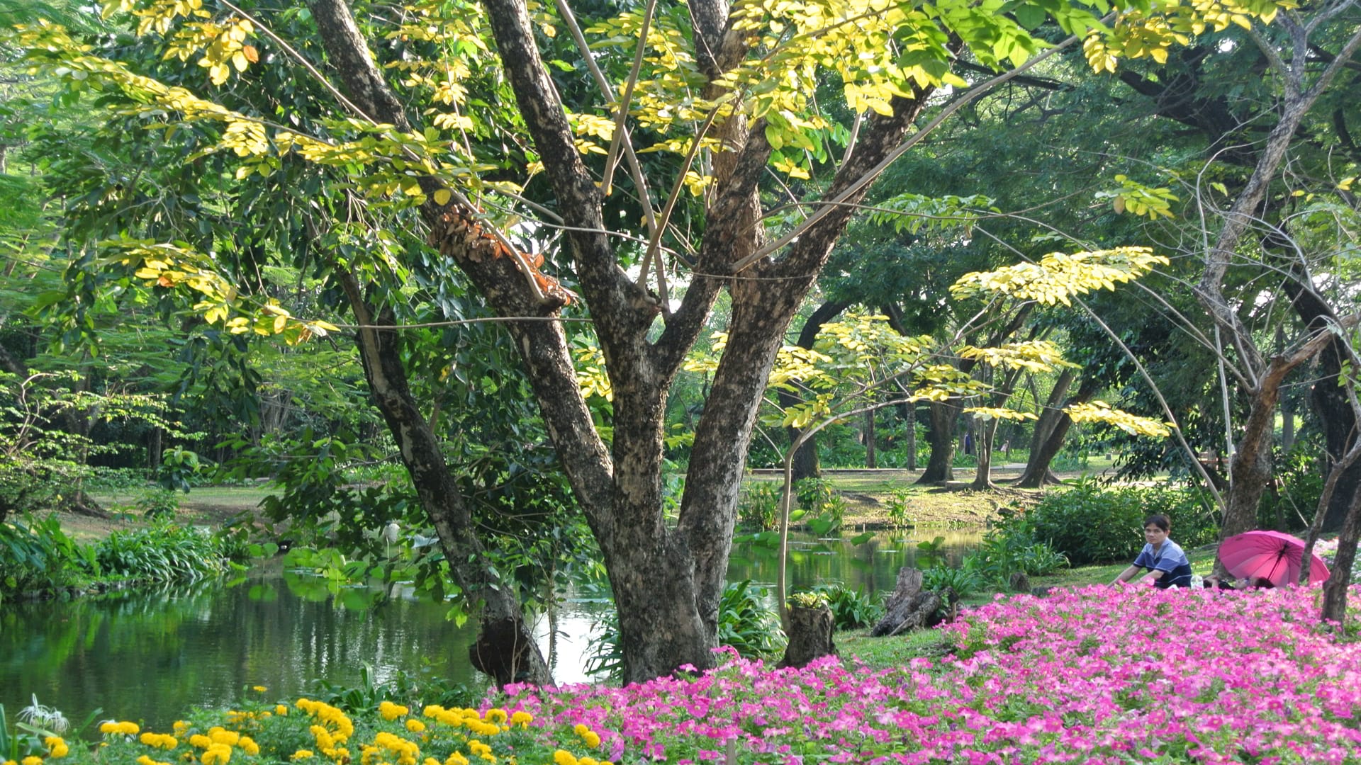 Découvrez les Parcs et les Jardins de Bangkok